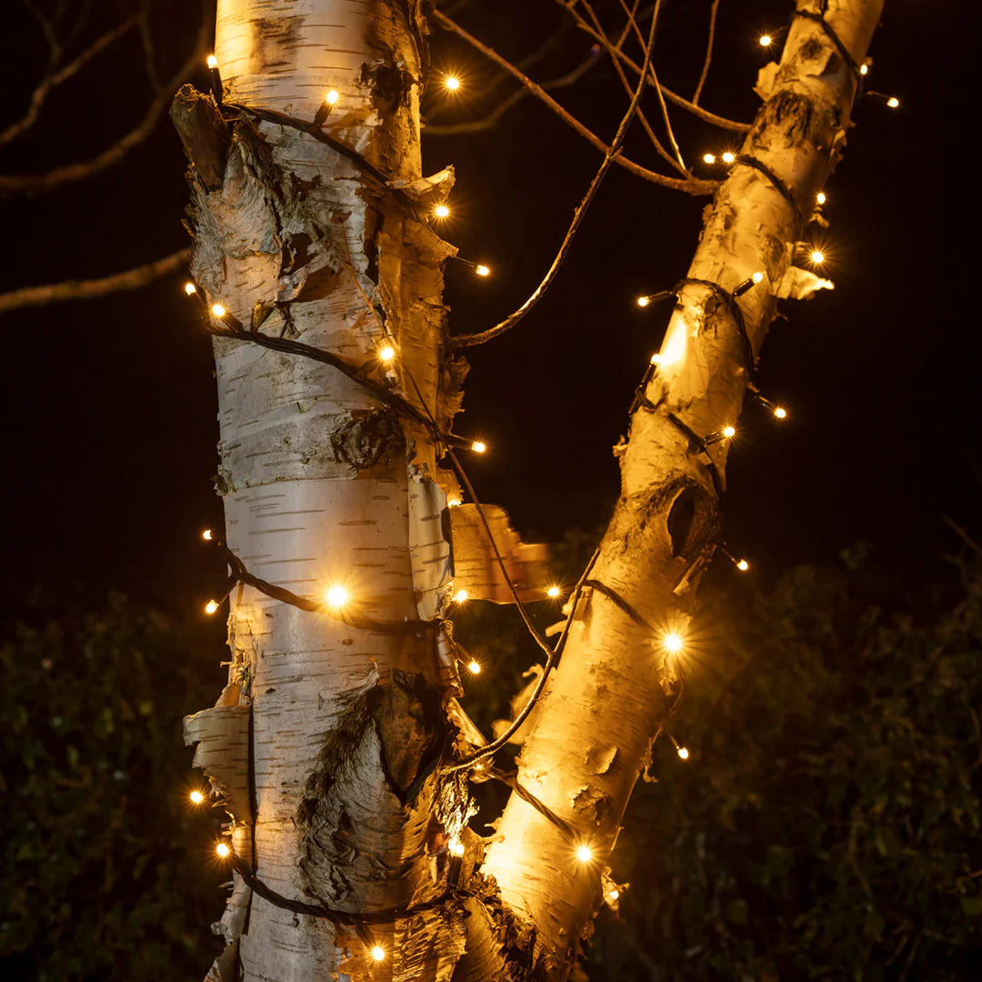 Warmweiße Pro Connect LED-Lichterkette mit schwarzem Kabel an Birkenstämmen